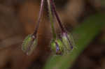 Hairy spiderwort